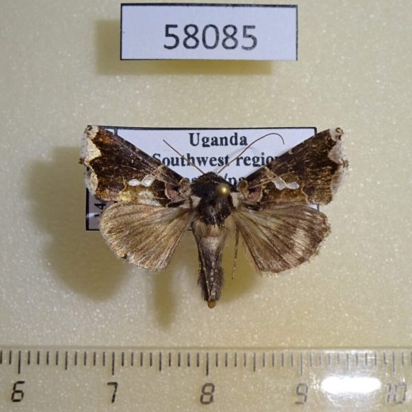 Noctuidae Ctenoplusia mapongua Uganda