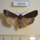 58099p Noctuidae Euxoa adumbrata Tyva rep. $7