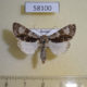 58100p Noctuidae Acronicta alni Tyva rep. $6