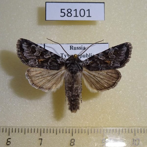 Noctuidae Lasionycta proxima Tyva rep.