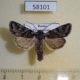 58101p Noctuidae Lasionycta proxima Tyva rep. $7