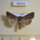 58103p Noctuidae Mythimna opaca Tyva rep. $7
