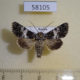 58105p Noctuidae Hadena compta Tyva rep. $6