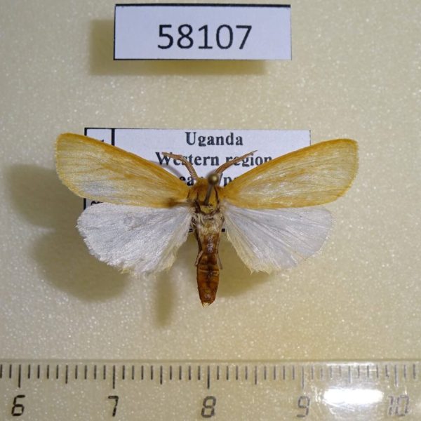 Arctiidae Spilosoma metaleuca Uganda