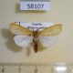 58107p Arctiidae Spilosoma metaleuca Uganda $10