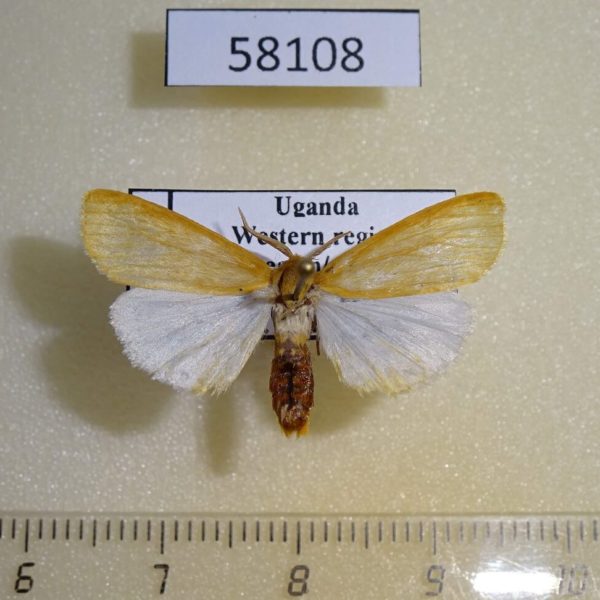Arctiidae Spilosoma metaleuca Uganda