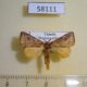 58111p Notodontiidae sp. Uganda $7