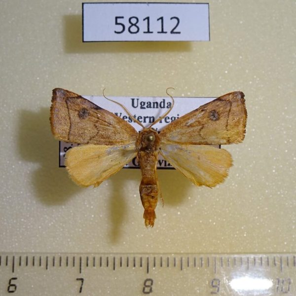Notodontiidae sp. Uganda