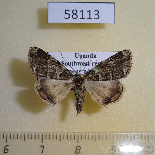 Noctuidae sp. Uganda