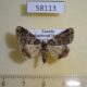 58113p Noctuidae sp. Uganda $6