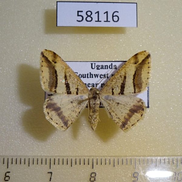 Geometridae Chiasmia subcurvaria f Uganda