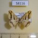 58116p Geometridae Chiasmia subcurvaria f Uganda $9