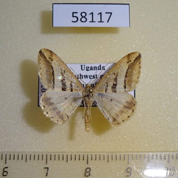 Geometridae Chiasmia subcurvaria Uganda