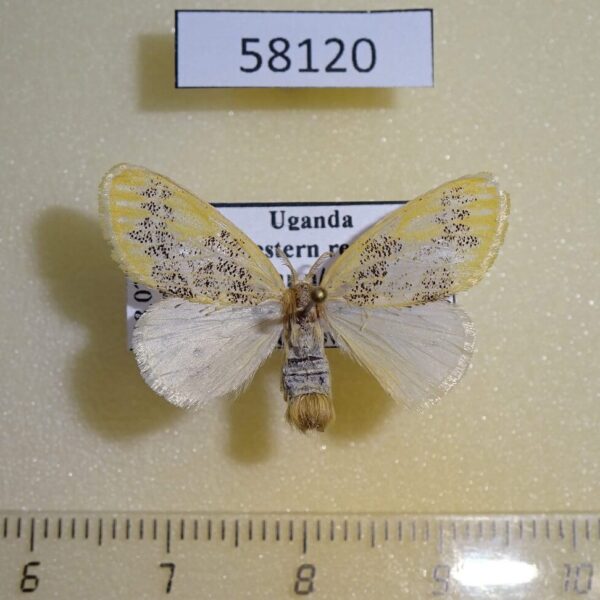 Lymantridae Euproctis geminata f Uganda
