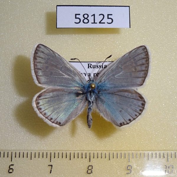 Lycaenidae Polyommatus erotides Tyva rep.
