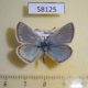 58125p Lycaenidae Polyommatus erotides Tyva rep. $6