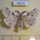 58131p Lymantridae Gynaephora angelus Tyva rep. $13