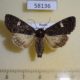 58136p Noctuidae Melanchra persicariae f Khakassia rep. $6