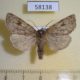 58138p Noctuidae Xestia gelida Krasnoyarsk reg. $12