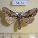 58139p Noctuidae Hyppa rectilinea Krasnoyarsk reg. $6