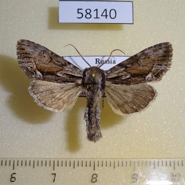 Noctuidae Hyppa rectilinea Krasnoyarsk reg.