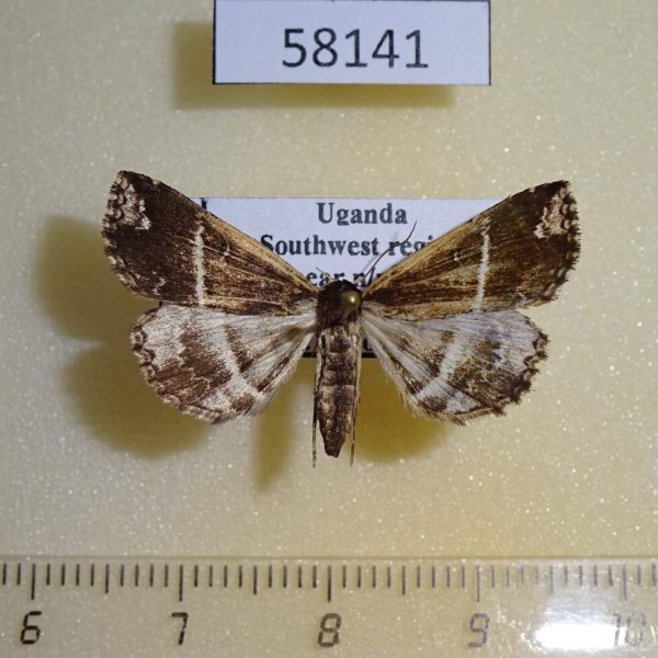 Noctuidae sp. f Uganda