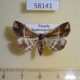 58141p Noctuidae sp. f Uganda $7