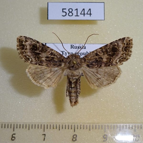 Noctuidae Conisania suaveola Tyva rep.