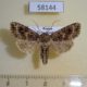 58144p Noctuidae Conisania suaveola Tyva rep. $7