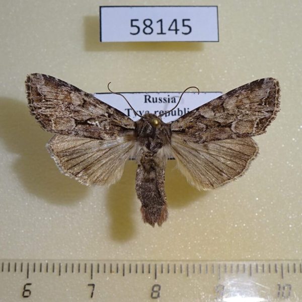 Noctuidae Lacanobia thalassina Tyva rep.