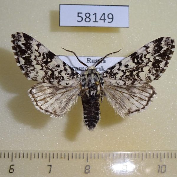 Noctuidae Panthea coenobita Krasnoyarsk reg.