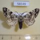 58149p Noctuidae Panthea coenobita Krasnoyarsk reg. $7