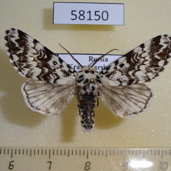 Noctuidae Panthea coenobita Krasnoyarsk reg.