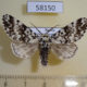 58150p Noctuidae Panthea coenobita Krasnoyarsk reg. $7