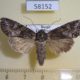58152p Noctuidae Polia altaica Tyva rep. $8