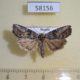 58156p Noctuidae Bryophila orthogramma Tyva rep. $7