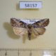 58157p Noctuidae Bryophila orthogramma Tyva rep. $8