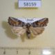 58159p Noctuidae Bryophila orthogramma Tyva rep. $8