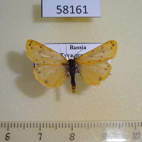 Arctiidae Setina roscida Tyva rep.