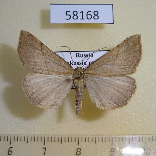 Noctuidae Hypena proboscidalis Khakassia rep.