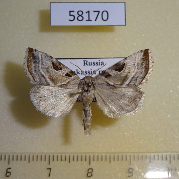 Noctuidae Eucarta virgo Khakassia rep.