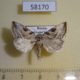58170p Noctuidae Eucarta virgo Khakassia rep. $5