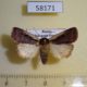 58171p Noctuidae Ochropleura plecta Khakassia rep. $5