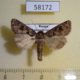 58172p Noctuidae Hyssia cavernosa Khakassia rep. $5