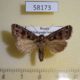58173p Noctuidae Hyssia cavernosa Khakassia rep. $6