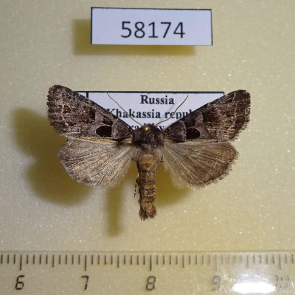 Noctuidae Hyssia cavernosa Khakassia rep.