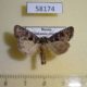 58174p Noctuidae Hyssia cavernosa Khakassia rep. $5