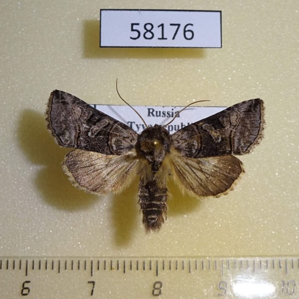 Noctuidae Abrostola tripartita Tyva rep.