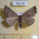 58178p Geometridae Odontoptera bidentata Tyva rep. $5
