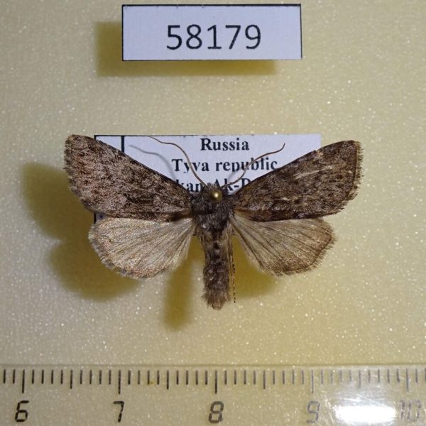 Noctuidae Lasionycta hospita Tyva rep.